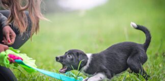 Immediately after they arrive home is when to start training a puppy.