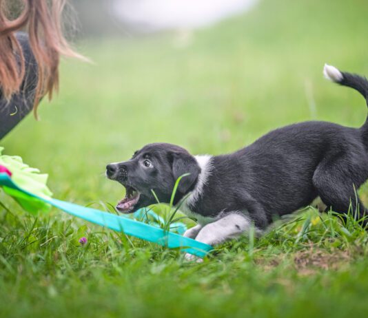 Immediately after they arrive home is when to start training a puppy.