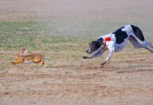 Raw Diet for Dogs: Should You? A raw diet for dogs is notionally more nutritious, but it can have risks.