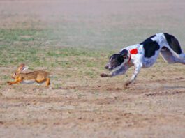 Raw Diet for Dogs: Should You? A raw diet for dogs is notionally more nutritious, but it can have risks.