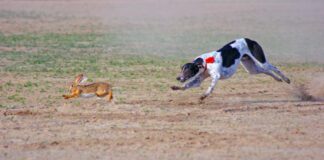 A raw diet for dogs is notionally more nutritious, but it can have risks.