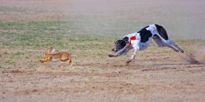 Dog Chasing Rabbit A raw diet for dogs is notionally more nutritious, but it can have risks.