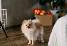 Selegeline for dogs with cognitive dysfunction can help dogs better manage their cognitive decline.