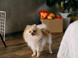 Selegeline for dogs with cognitive dysfunction can help dogs better manage their cognitive decline.