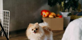 Selegeline for dogs with cognitive dysfunction can help dogs better manage their cognitive decline.