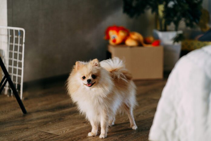 Pomeranian Spitz puppy on pink floor Christmas evening Selegeline for dogs with cognitive dysfunction can help dogs better manage their cognitive decline.
