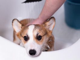 An oatmeal batch for dogs can be used to treat a variety of dog skin problems.