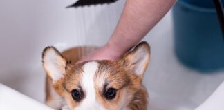 An oatmeal batch for dogs can be used to treat a variety of dog skin problems.