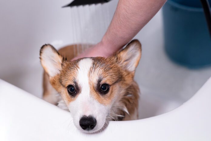 Girl bathes a small Pembroke Welsh Corgi puppy in the shower. He looks at the camera. Happy little dog. Concept of care, animal life, health, show, dog breed An oatmeal batch for dogs can be used to treat a variety of dog skin problems.