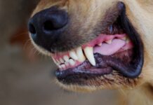 How to Stop Dogs from Fighting Close up of a dog's snarling mouth ready to fight. Knowing how to stop a dog from fighting is critical to stop this situation from getting worse.
