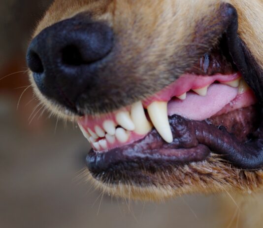How to Stop Dogs from Fighting Close up of a dog's snarling mouth ready to fight. Knowing how to stop a dog from fighting is critical to stop this situation from getting worse.