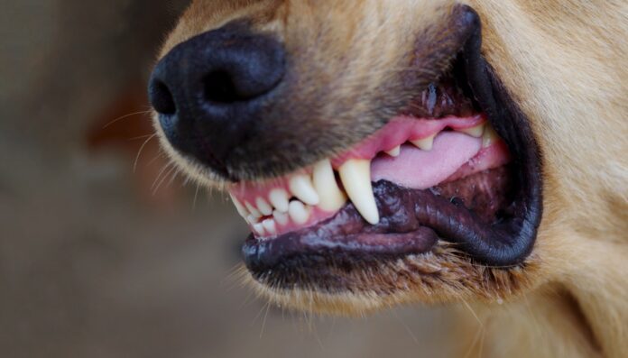 Close-Up of Aggressive Dog Showing Teeth Close up of a dog's snarling mouth ready to fight. Knowing how to stop a dog from fighting is critical to stop this situation from getting worse.