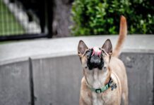 Why is your dog licking the air? The causes could range from an unusual scent to health problems like seizures.