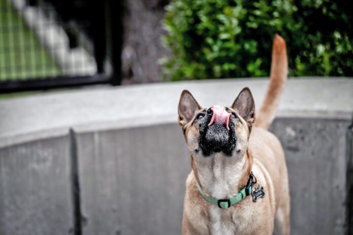Close-up of dog looking away,Washington,District of Columbia,United States,USA Why is your dog licking the air? The causes could range from an unusual scent to health problems like seizures.