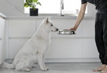 If your dog isn't eating his food, but is eating treats he might be sick or he might just be a picky eater.