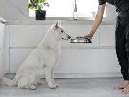 My Dog Eats Treats But Not Food If your dog isn't eating his food, but is eating treats he might be sick or he might just be a picky eater.