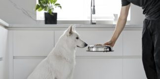 If your dog isn't eating his food, but is eating treats he might be sick or he might just be a picky eater.