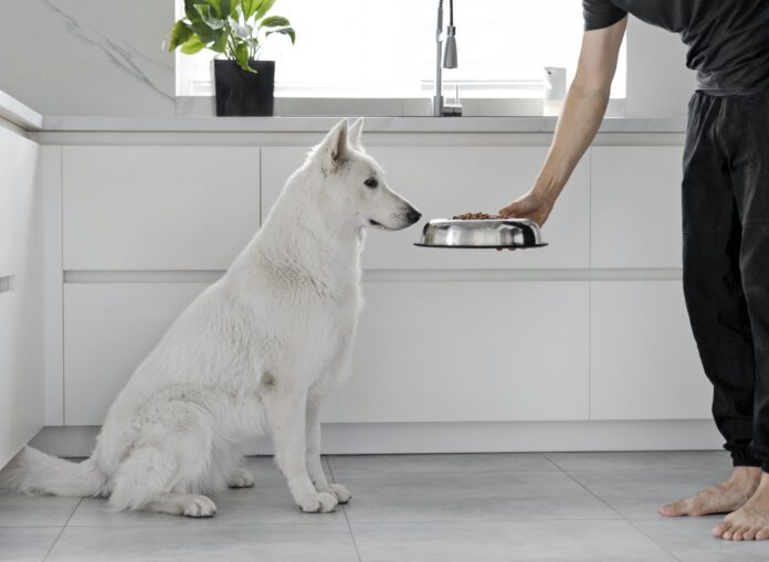Young Man Feeding His Dog. White Swiss Shepherd dog eating dry food from a metal bowl in a modern white kitchen. Food delivery for domestic animals. Pet shop. Animal feed. Correct nutrition for dogs If your dog isn't eating his food, but is eating treats he might be sick or he might just be a picky eater.