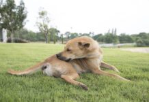 What Is the Best Novel Protein Diet for Dogs? Novel protein diets for dogs can help with skin and other allergies.