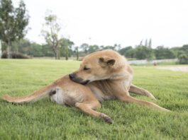 Novel protein diets for dogs can help with skin and other allergies.