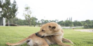 Novel protein diets for dogs can help with skin and other allergies.