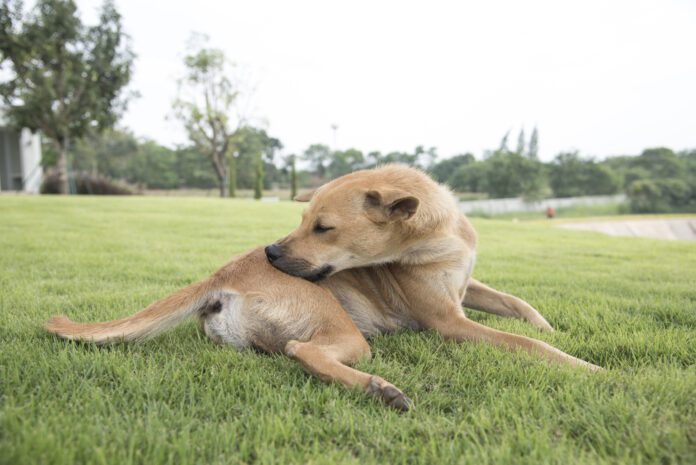 dog on the background of the wallpaper concept Novel protein diets for dogs can help with skin and other allergies.