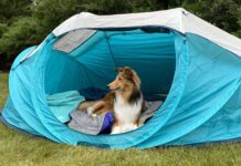 Going camping with your dog can be a fun time for you both especially with the best dog camping gear.