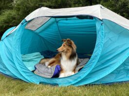 Going camping with your dog can be a fun time for you both especially with the best dog camping gear.