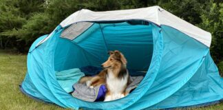 Going camping with your dog can be a fun time for you both especially with the best dog camping gear.
