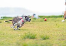 Did My Dog Sprain His Leg? A dog with a sprained leg chasing after a ball.