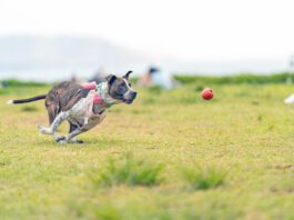 A dog with a sprained leg chasing after a ball.