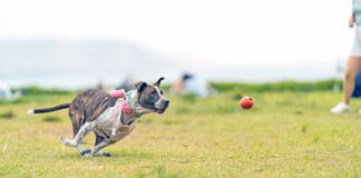 A dog with a sprained leg chasing after a ball.