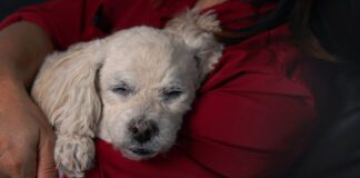 In home euthanasia can provide your pet with a peaceful end of life in the familiar and comfortable surroundings of their home.