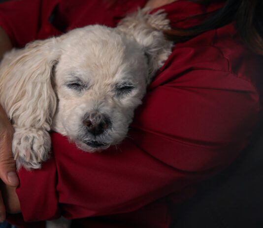 In home euthanasia can provide your pet with a peaceful end of life in the familiar and comfortable surroundings of their home.