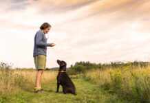Dog whistles whether they're audible or not can play an important role in teaching your dog training cues.