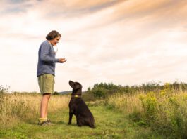 How to Train Your Dog to a Dog Whistle Dog whistles whether they're audible or not can play an important role in teaching your dog training cues.