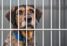 Long term shelter dog behavior can differ from dogs who have never been to a shelter, or only stayed short term.