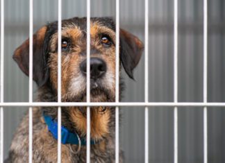 What To Expect When Adopting a Long-Stay Shelter Dog Long term shelter dog behavior can differ from dogs who have never been to a shelter, or only stayed short term.