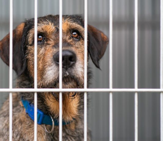 Long term shelter dog behavior can differ from dogs who have never been to a shelter, or only stayed short term.