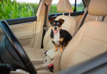 Everyone loves a floofy dog, but getting the dog hair out of a car can be a challenge.