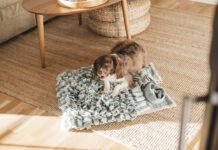 Catnip doesn't do much for most dogs. Rarely, a few dogs may experience a mild sedative effect.