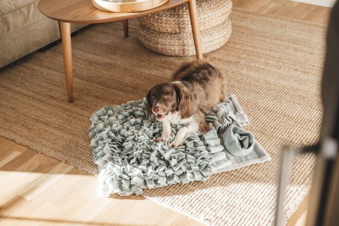 Cute springer spaniel mix at home indoors Sprocker playing on sniffing mat Catnip doesn't do much for most dogs. Rarely, a few dogs may experience a mild sedative effect.