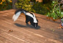 What To Do When Your Dog Is Sprayed by a Skunk When your dog is sprayed by a skunk there are some steps you need to take to mitigate the smell and the risk of injury to your dog.
