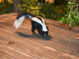 When your dog is sprayed by a skunk there are some steps you need to take to mitigate the smell and the risk of injury to your dog.