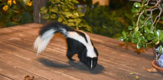 When your dog is sprayed by a skunk there are some steps you need to take to mitigate the smell and the risk of injury to your dog.