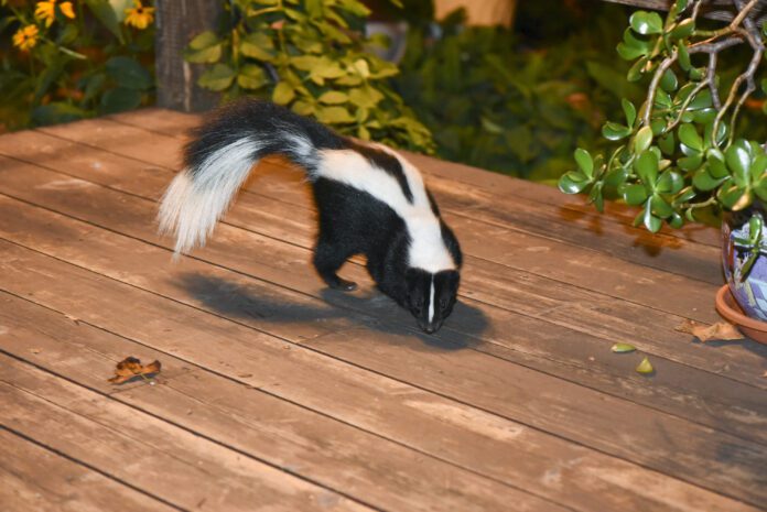 When your dog is sprayed by a skunk there are some steps you need to take to mitigate the smell and the risk of injury to your dog.