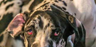 Horner's syndromes in dog's causes changes in one or both eyes.