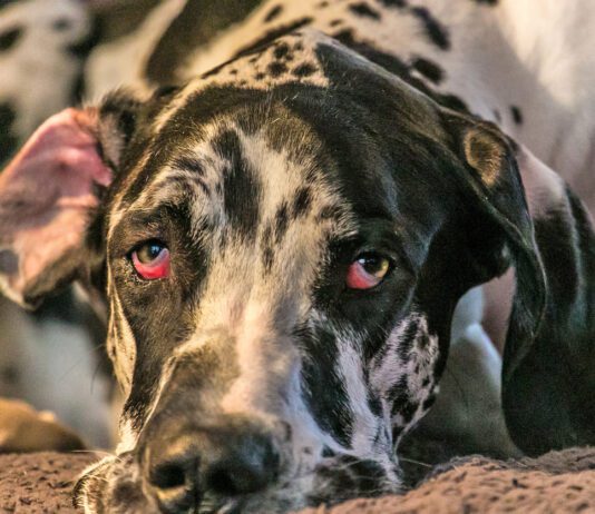 Horner's syndromes in dog's causes changes in one or both eyes.