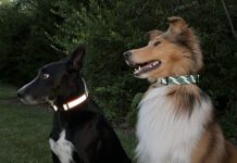 The best reflective dog collars help you and others see and locate your dog in twilight and dark nights.