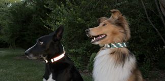 The best reflective dog collars help you and others see and locate your dog in twilight and dark nights.